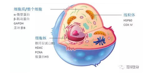 western blot如何选择内参抗体 - 钰博生物官方商城 - 钰博生物-试剂盒,ELISA试剂盒,检测试剂盒,抗体,细胞,原代细胞 ...