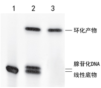 ssDNA环化连接酶